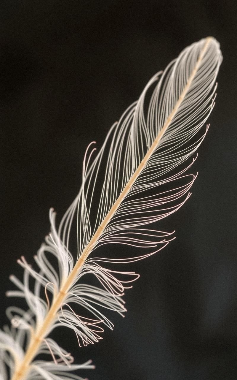 Delicate Line Art With Feather-Like Details