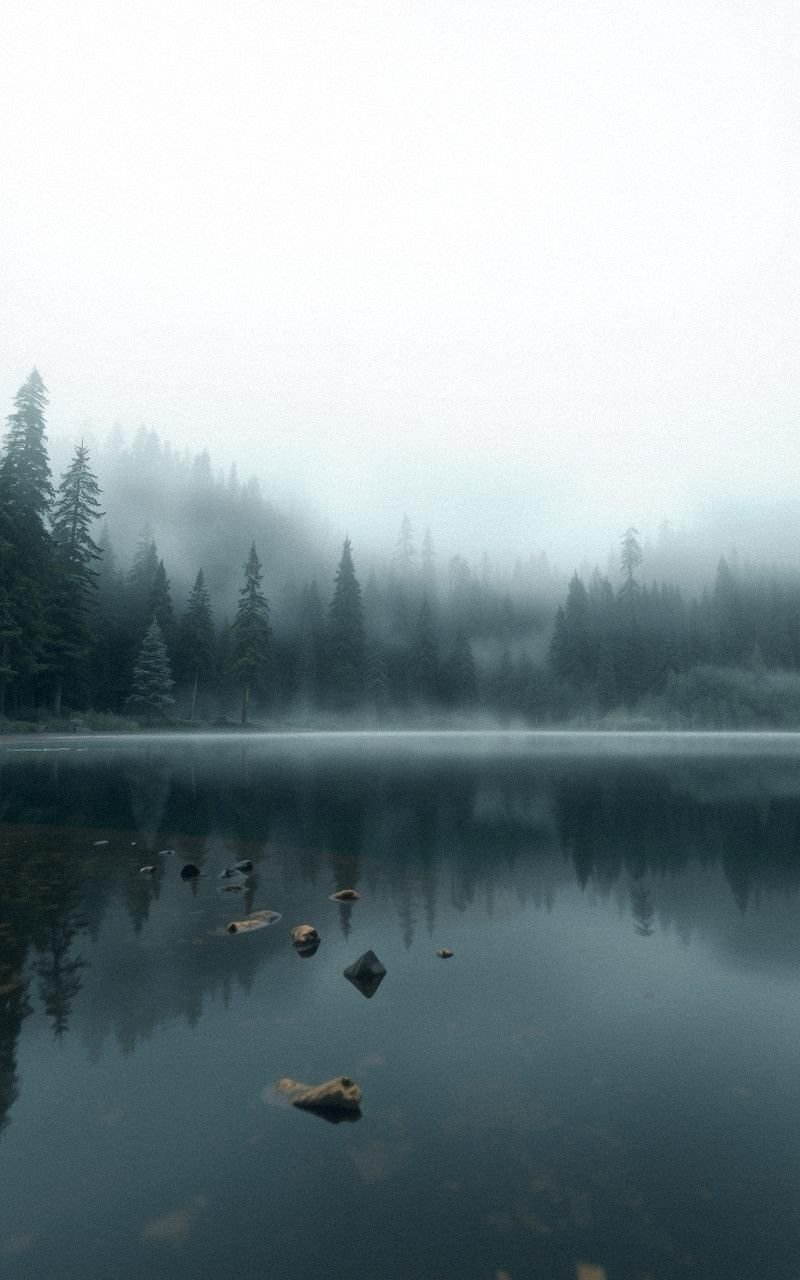 Mist-Covered Forest Reflected in Crystal Clear Pond