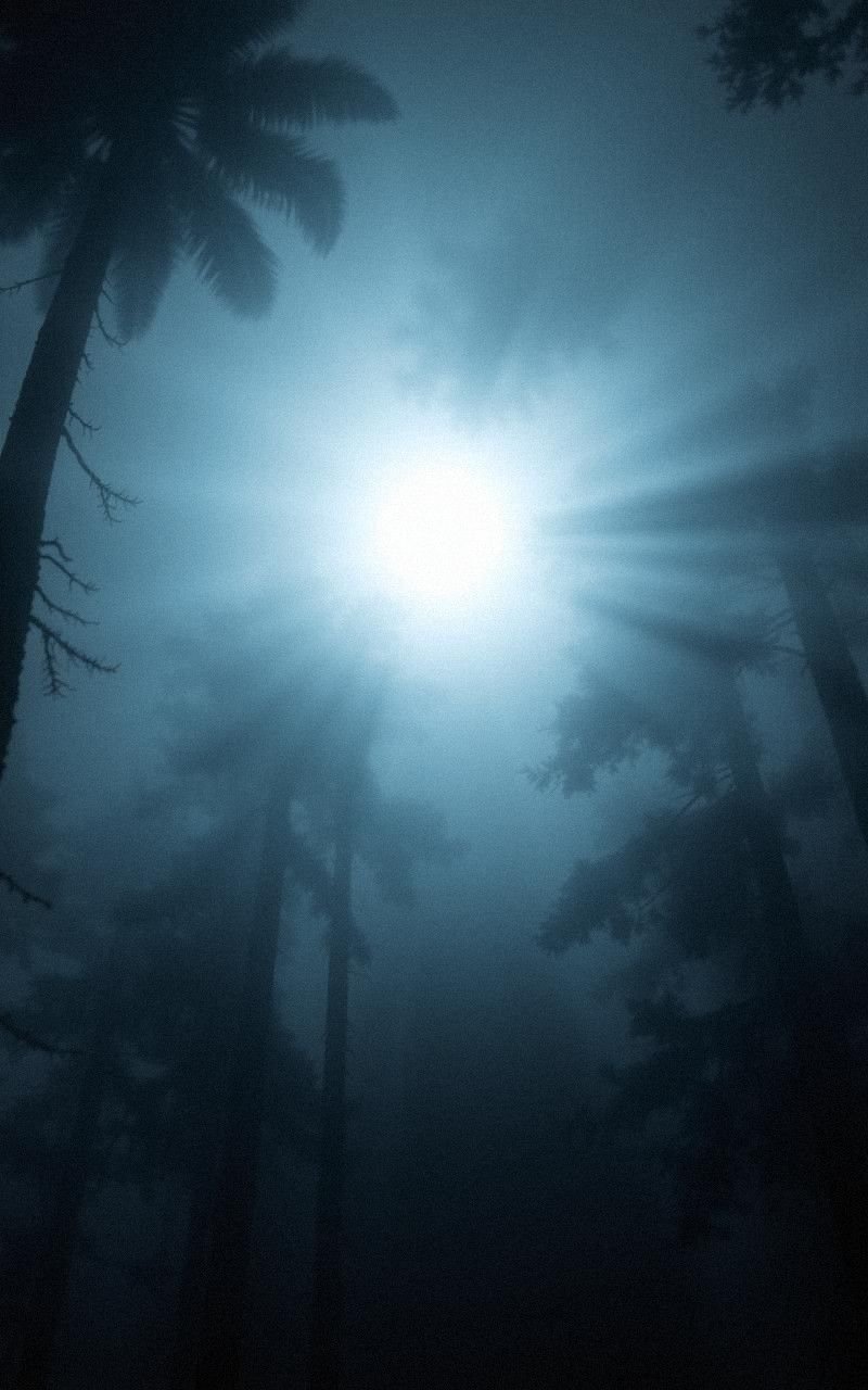 Full Moon Illuminating a Misty Forest