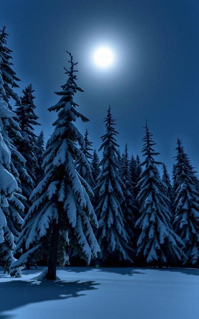 Moonlight Shimmering on Snow-Covered Trees
