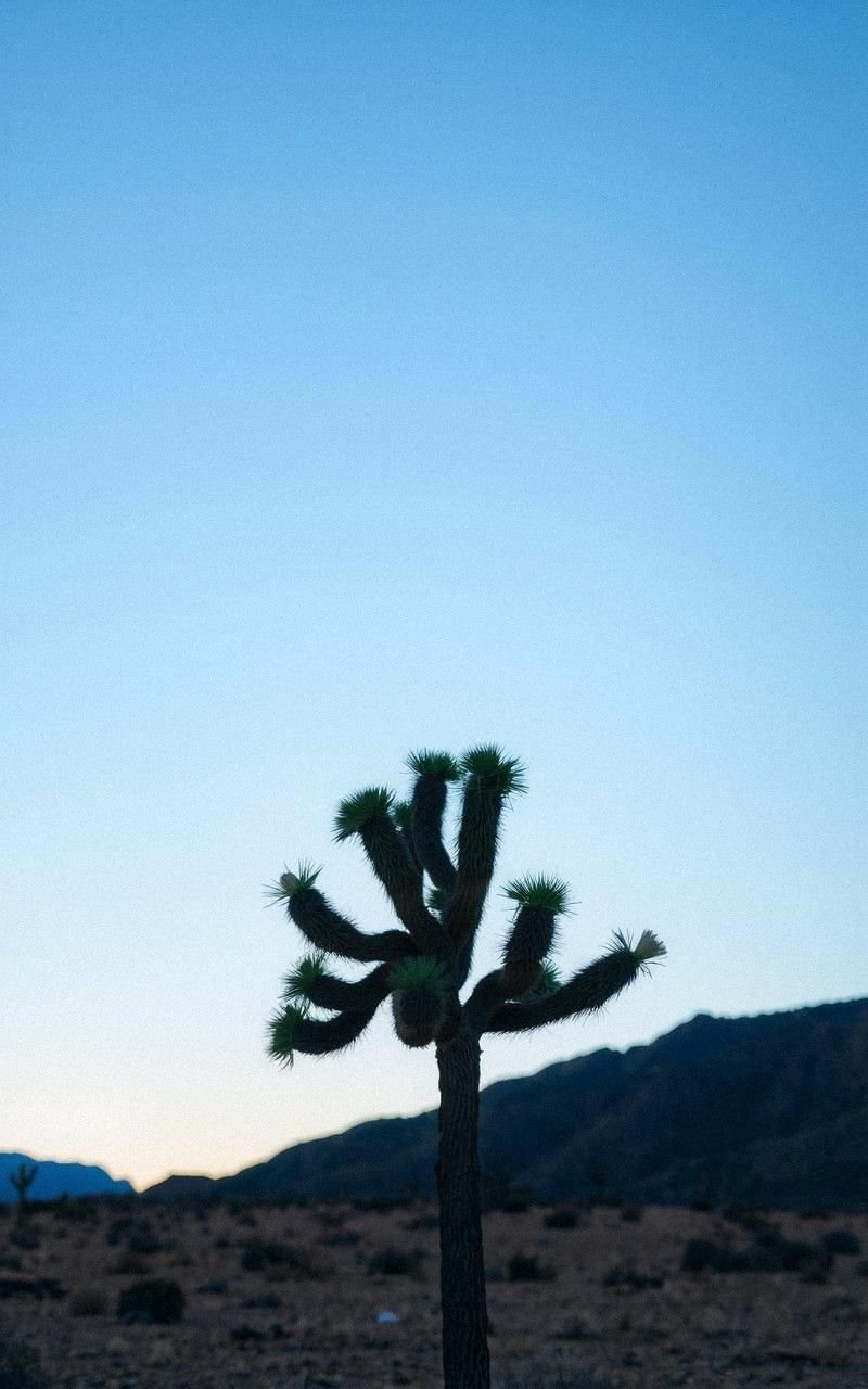 Lonely Joshua Tree Standing Against Open Sky