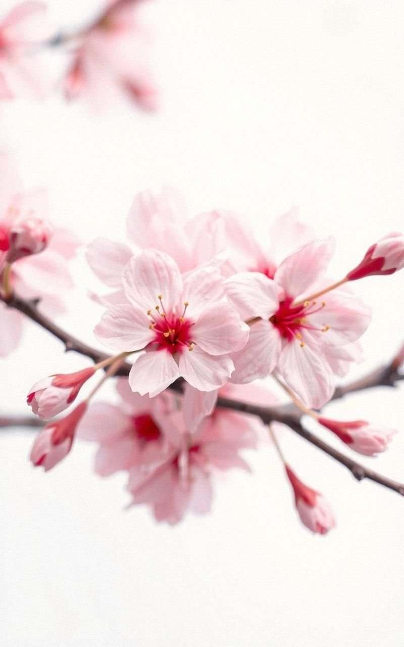 Blooming Cherry Blossoms in Soft Pink