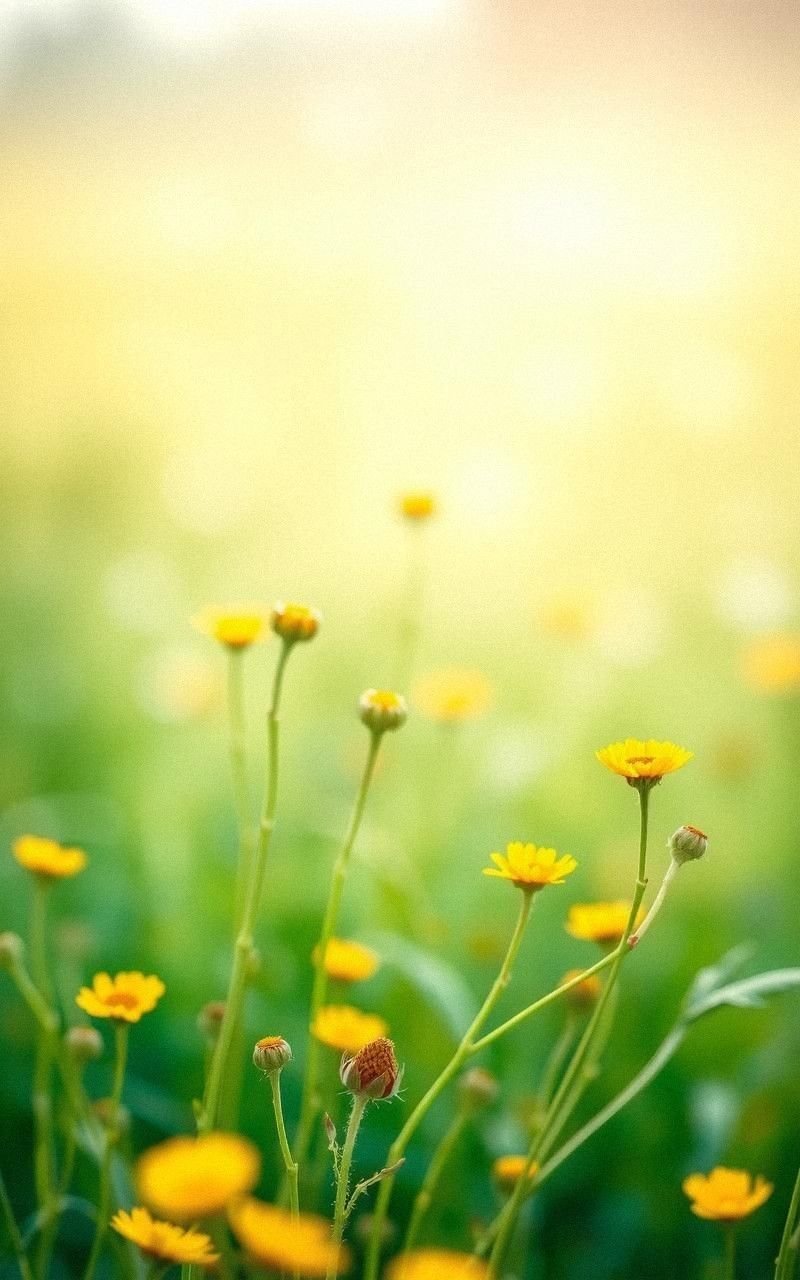 Sunlit Meadow With Pale Yellow Wildflowers