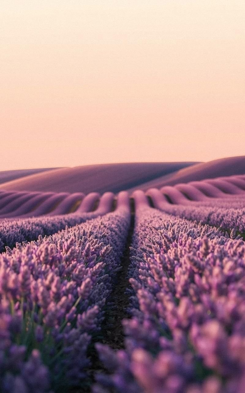 Sunset Over Rolling Lavender Fields