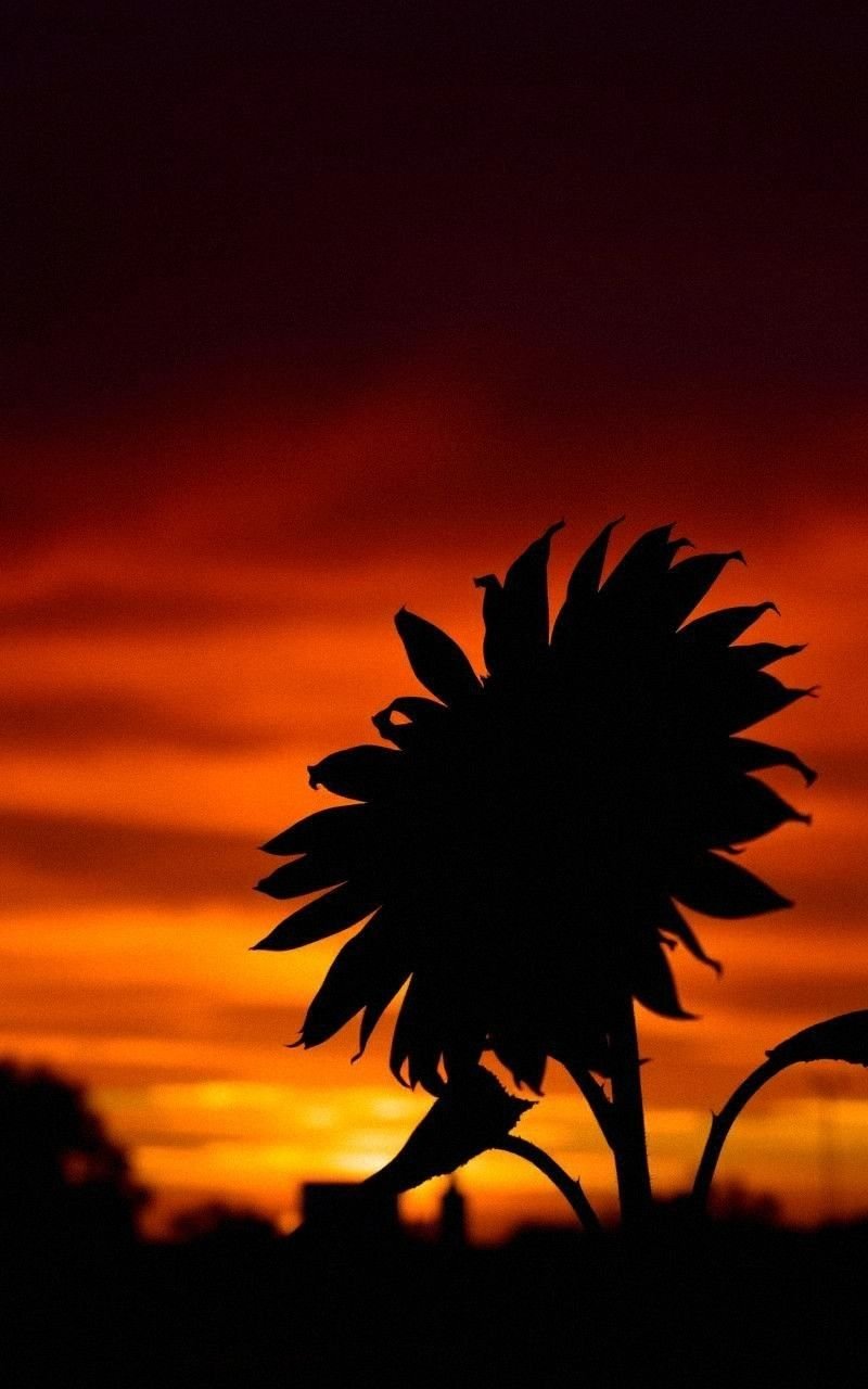 Sunflower Against Dramatic Sunset Sky