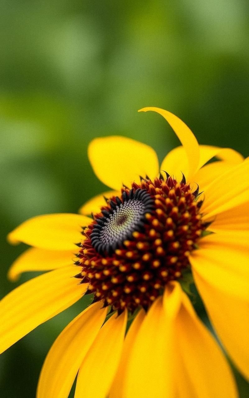 Sunflower Close-Up with Textured Center