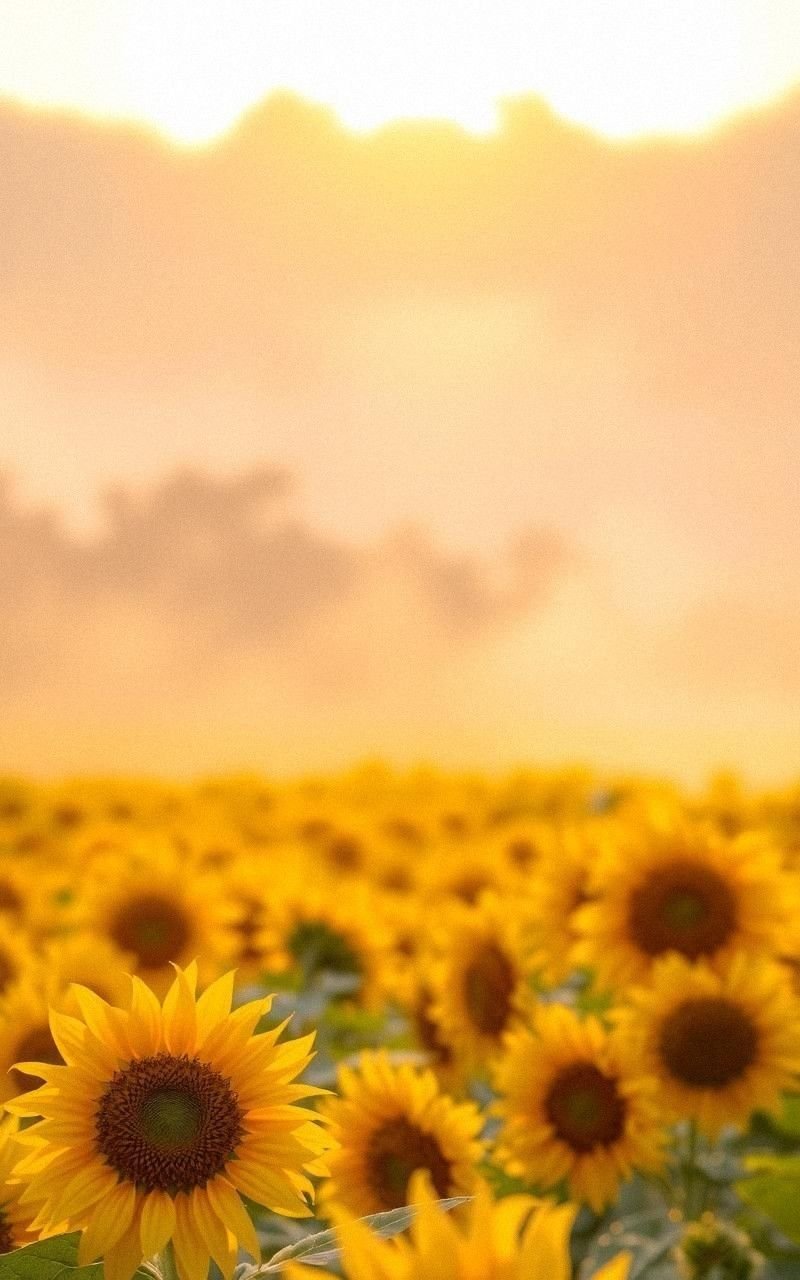 Sunflower Field at Sunrise with Misty Atmosphere