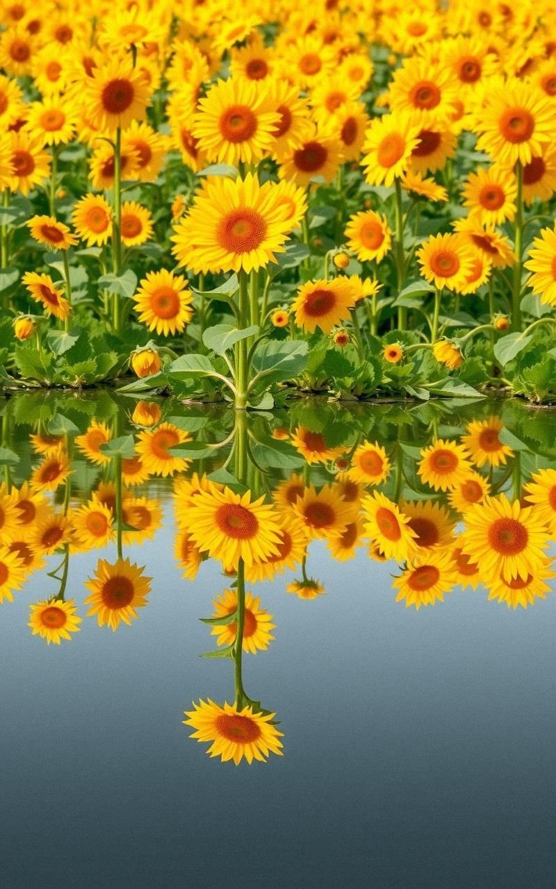 Sunflower Field Reflected in Calm Water