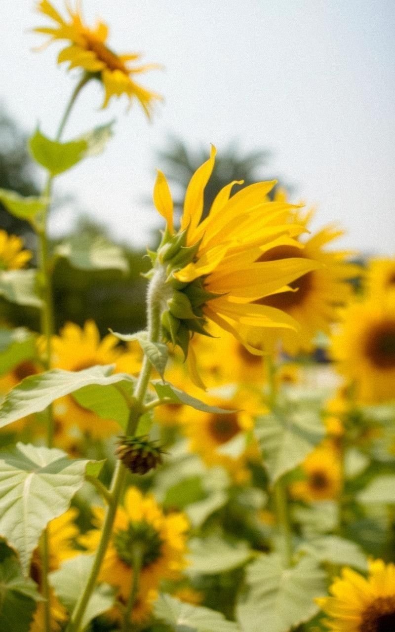 Sunflower Petals Blowing in Gentle Breeze