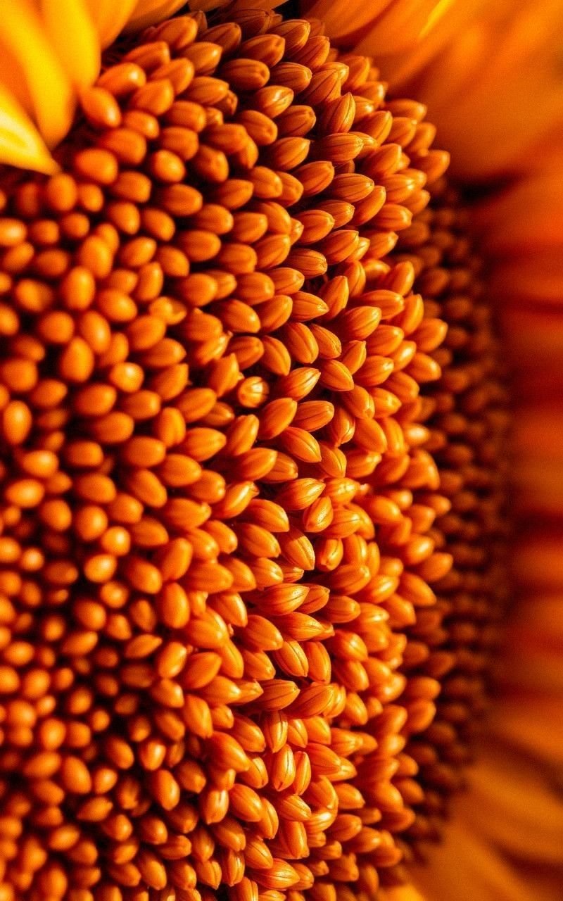 Sunflower Seed Head Close-Up in Autumn Light