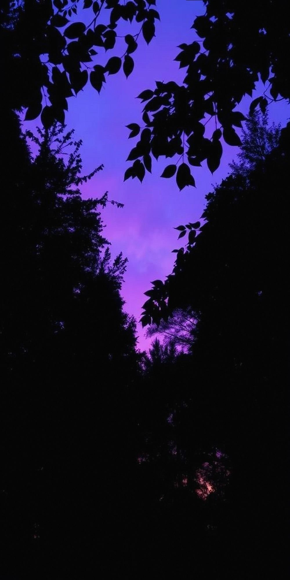 Twilight Sky Peeking Through Enchanted Canopy