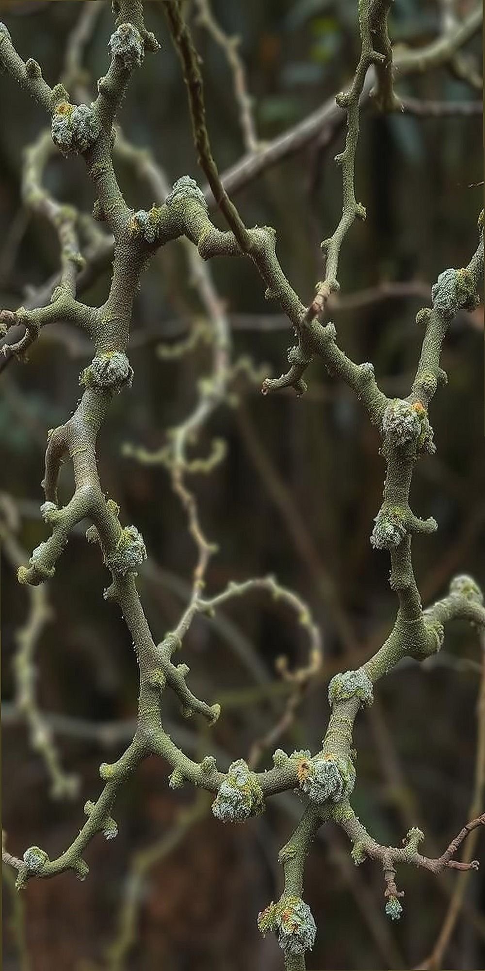 Twisting Branches Covered in Soft Lichen