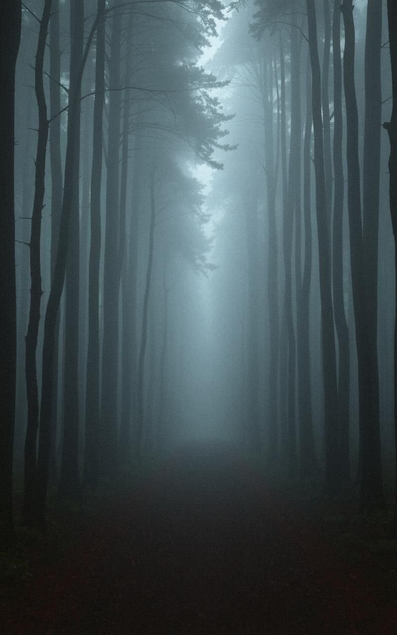 Foggy Forest Pathway Leading to Unknown