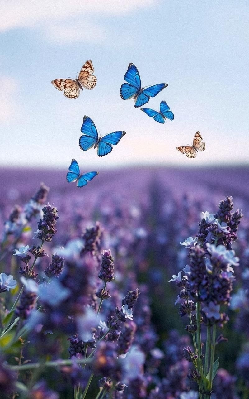 Mystical Blue Butterflies Hovering Over Lavender Fields